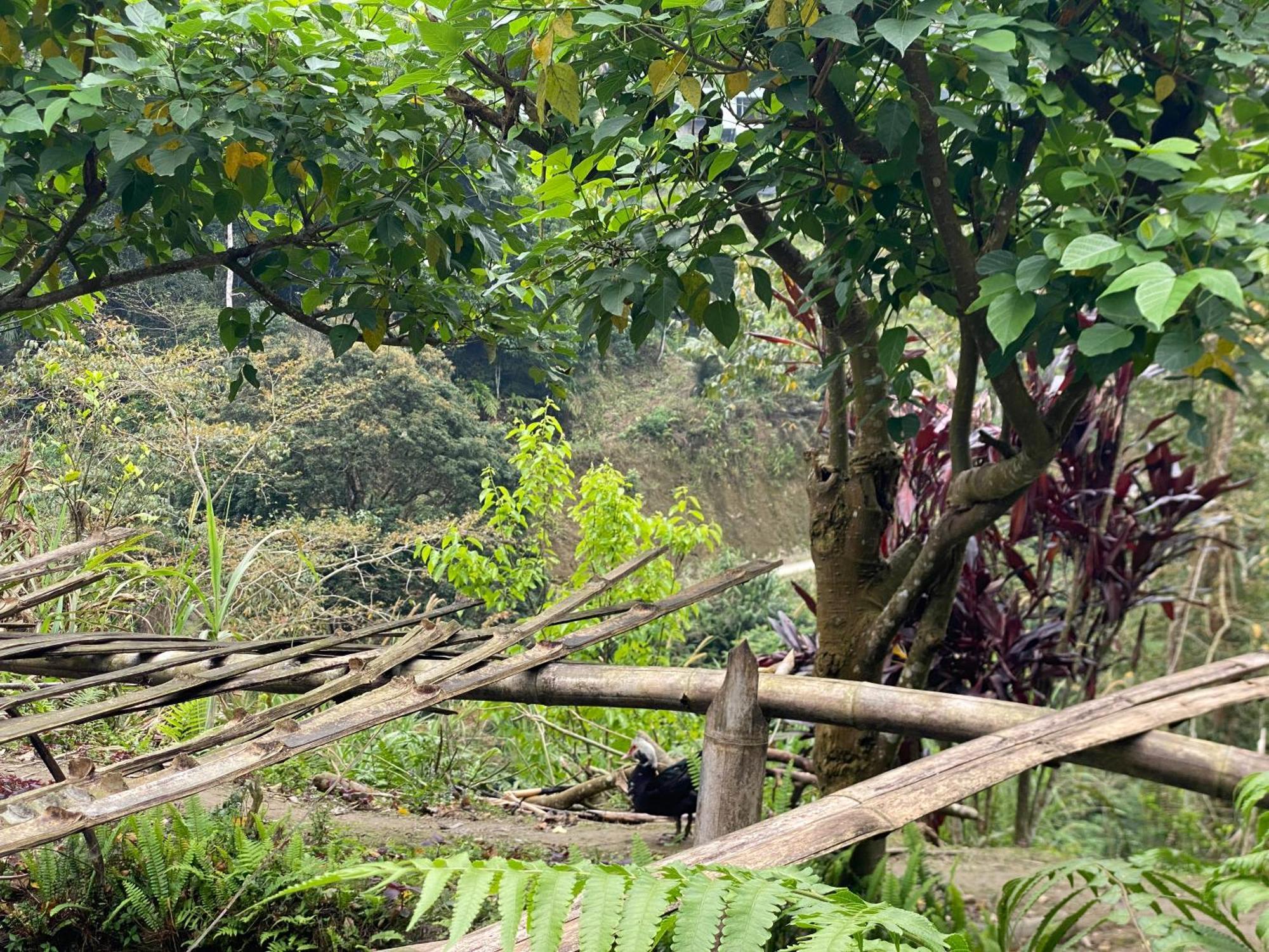 Bikki'S Jungle Homestay Хазянг Экстерьер фото